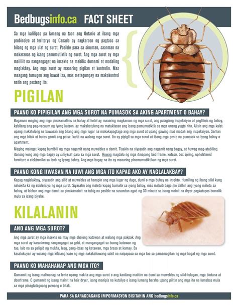 BEDBUG (Tagalog).